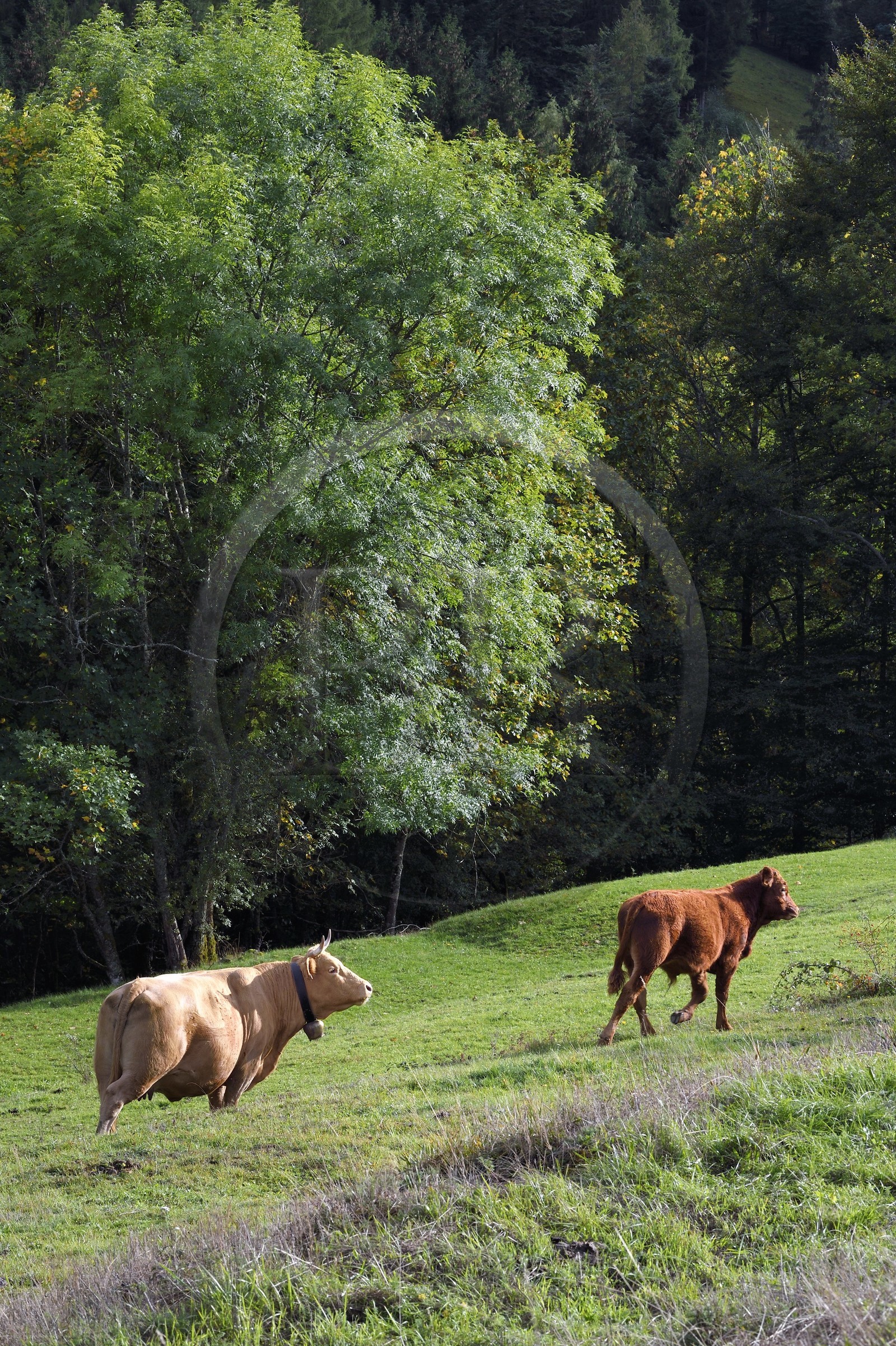 France, Haut Rhin, Ballons des Vosges Regional Natural Park, Storckensohn valley West of Fellering, herd of cows at the edge of the forest