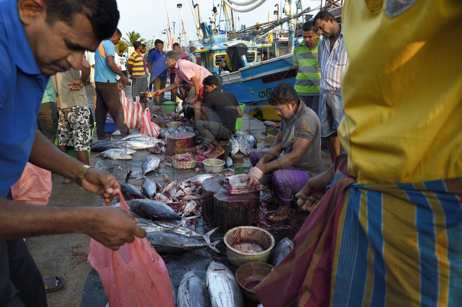 Sri Lanka, Province du Sud, Matara (district), Weligama, port de pêche de Mirissa, découpe du thon fraichement pêché sur le quai