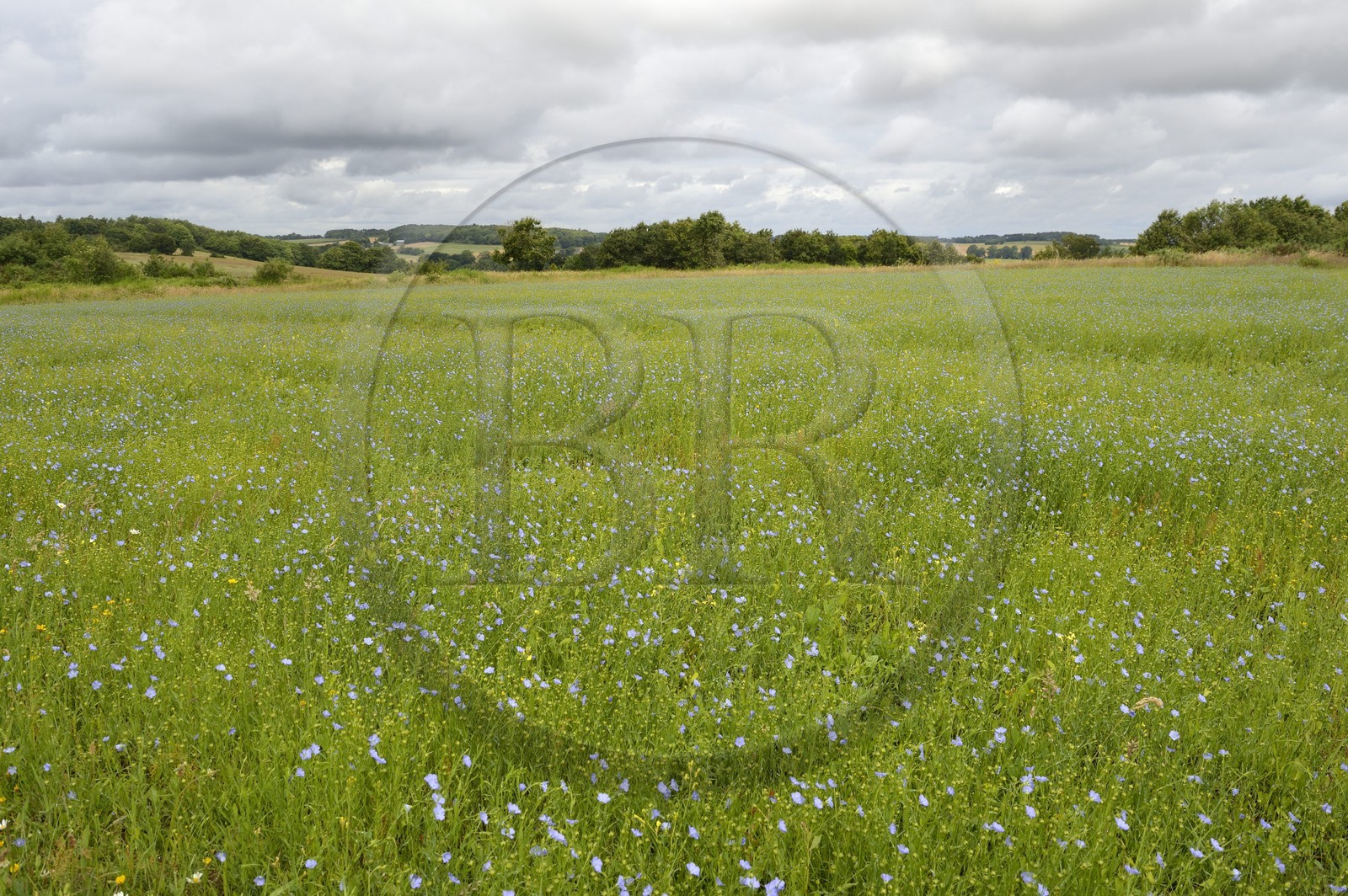 France, Ille-et-Vilaine (35), Saint-Just, la Lande de Cojoux, champ de sarrasin