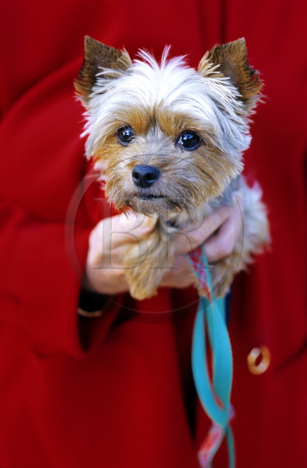 France, Paris (75), un Yorkshire Terrier
