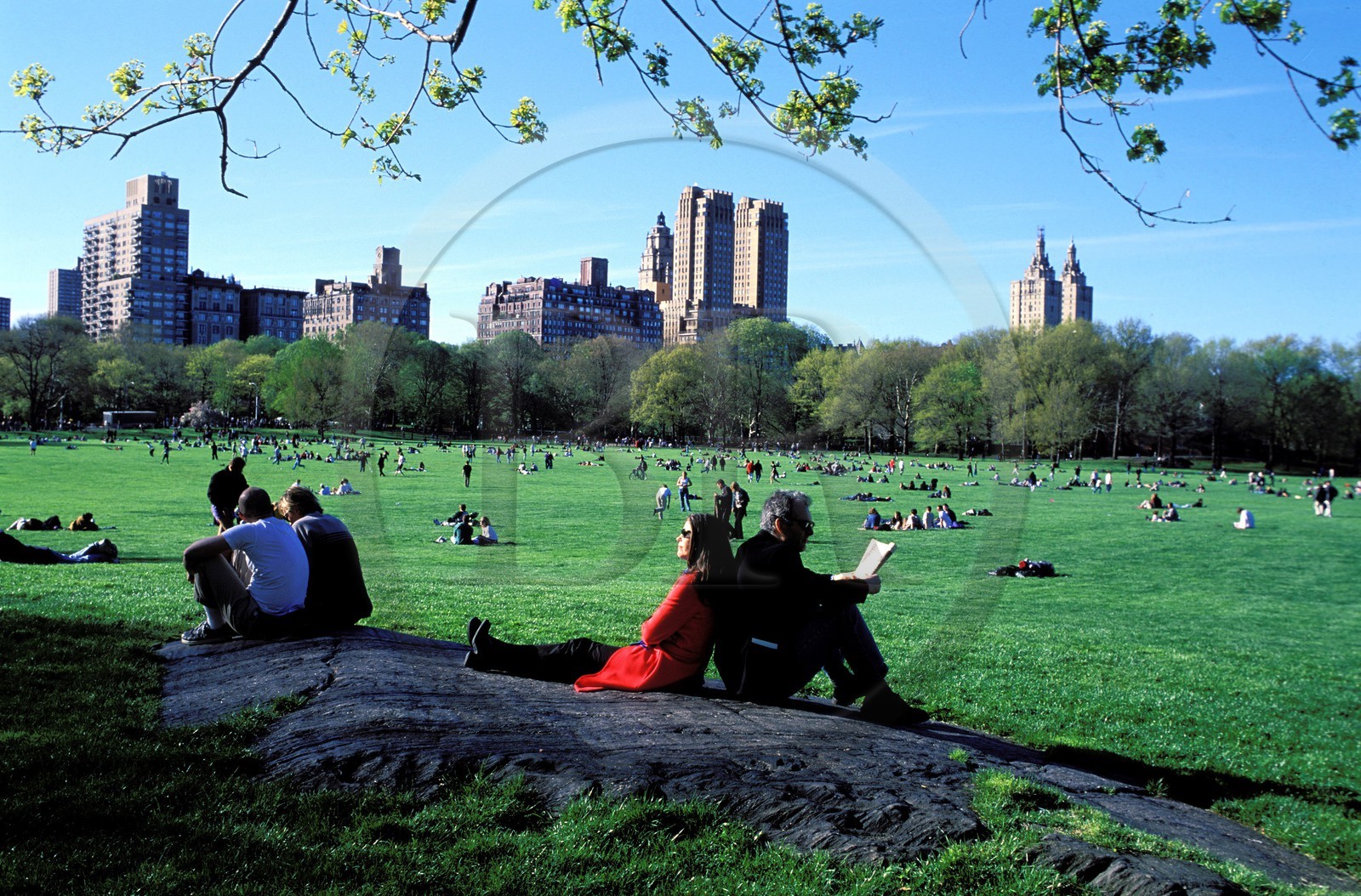 Etats-Unis, New York, Manhattan, pelouse de Central Park (The Sheep Meadow)