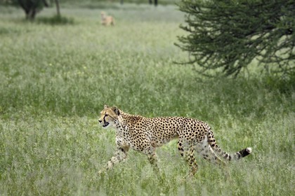 Namibia, Otjiwarongo, Cheetah Conservation Fund, research and education centre, cheetah (Acinonyx jubatus) in tall grass
