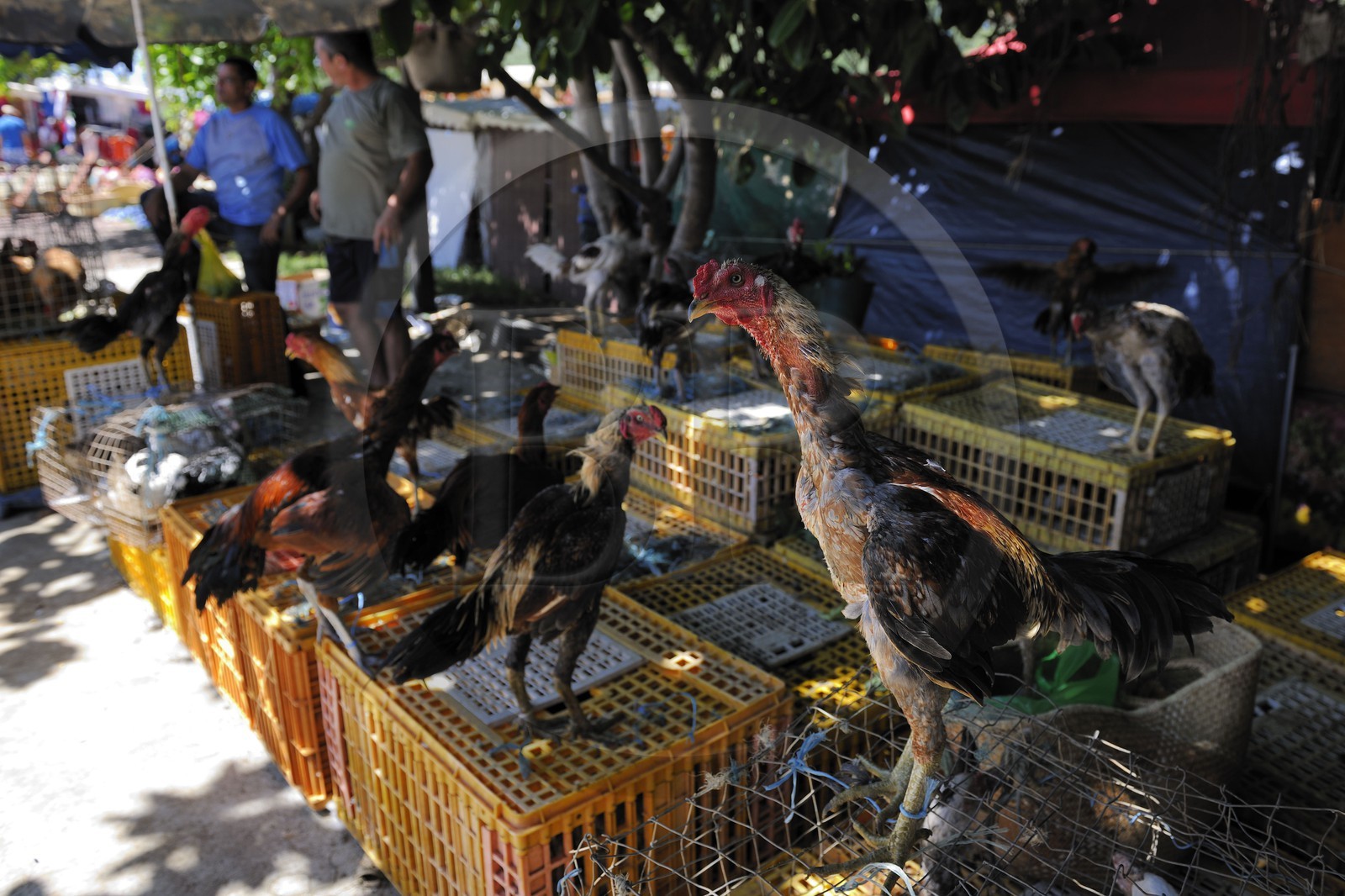 France, île de la Réunion, Saint-Pierre, le marché du samedi, les étals de volaille