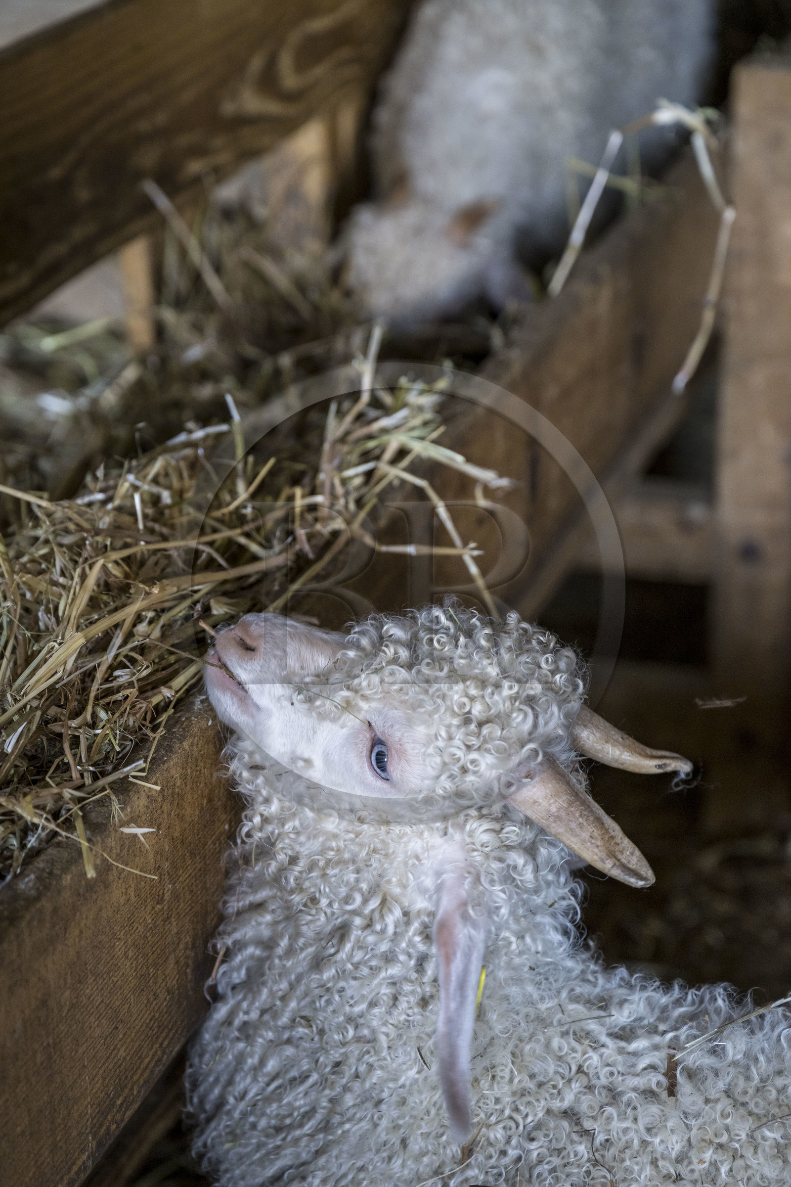 France, Drôme (26), parc naturel régional des Baronnies provençales, Saint-Sauveur-Gouvernet, bergerie de la ferme Mohair du Moulin dans la vallée de l’Ennuye, élevage de chèvres angora