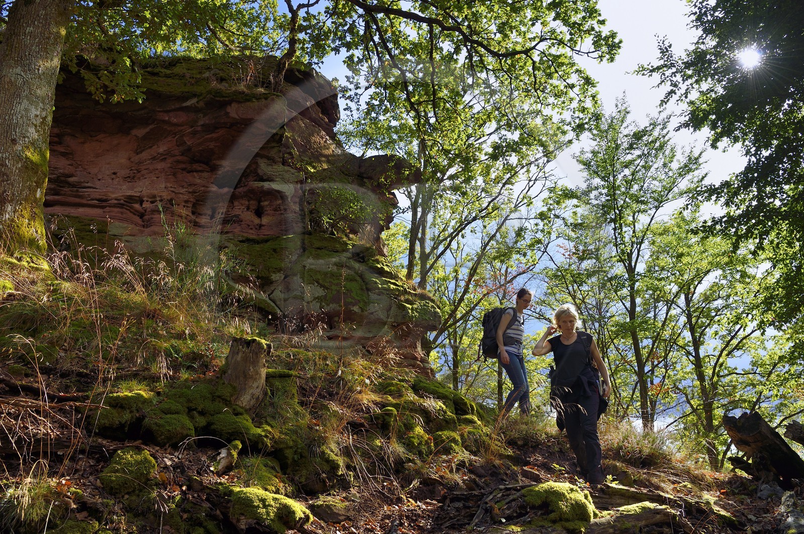 France, Bas-Rhin (67), Parc naturel régional des Vosges du Nord, Obersteinbach, foret domaniale de Steinbach, randonneuses au pied des ruines du fortin de Wittschloessel perché sur un rocher de grès