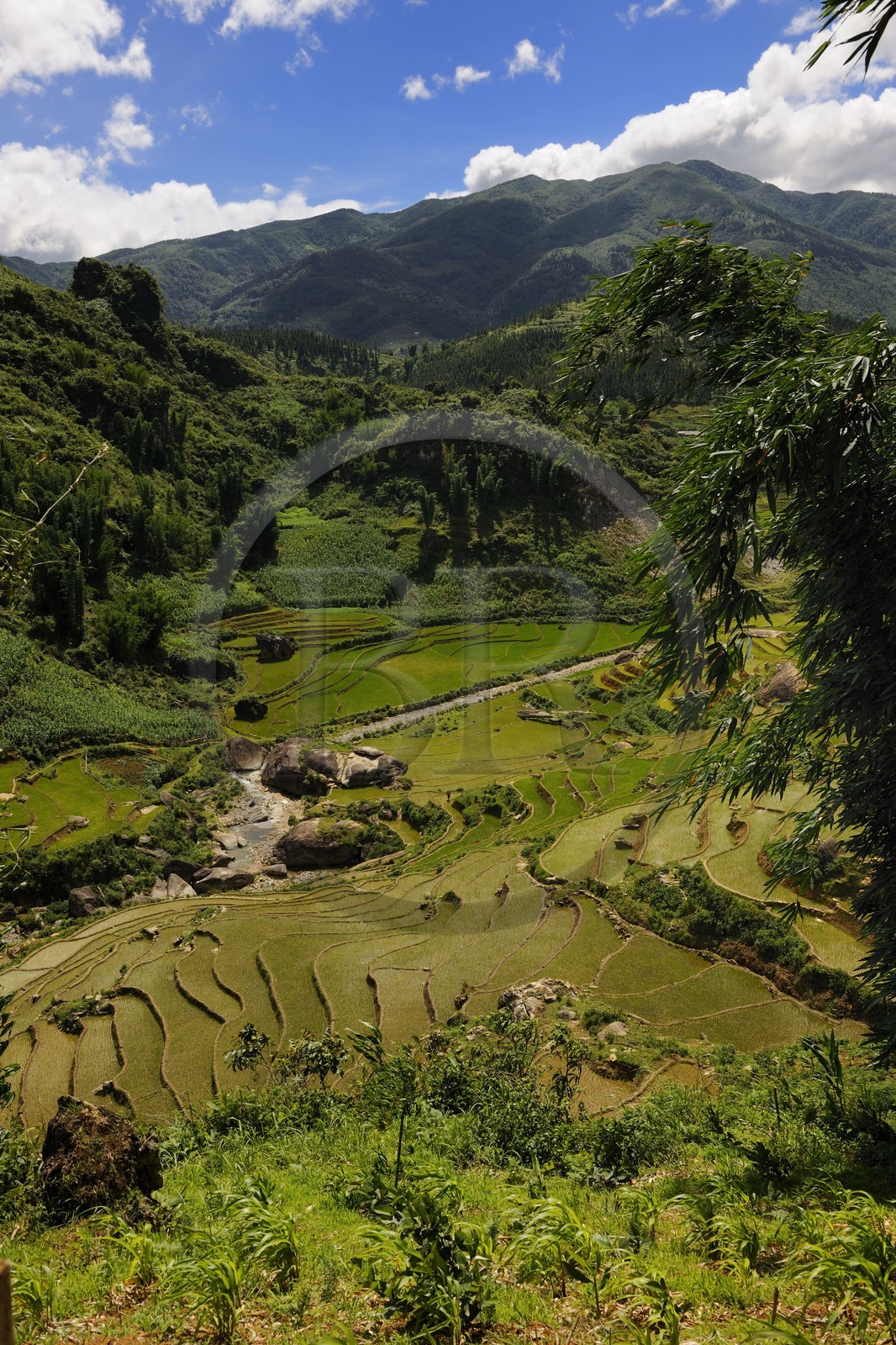 Vietnam, Lao Cai province, Sapa district, rice plantations in terraces by the Black Hmong minority group