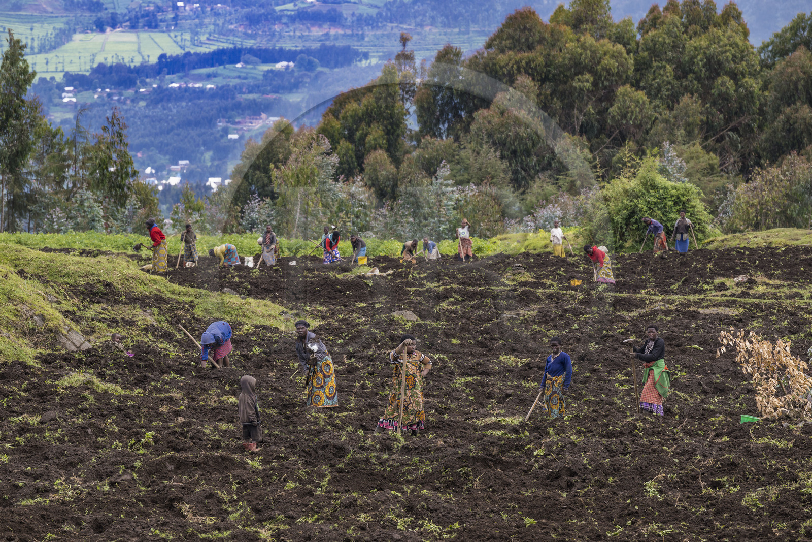 Rwanda, Province du Nord, District de Musanze (Ruhengeri), culture des champs sur les pentes volcaniques du mont Karisimbi dans les montagnes des Virunga en bordure du Parc national des Volcans où vivent les gorilles