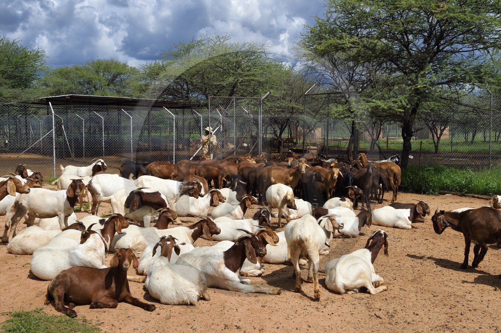 Namibia, Otjiwarongo, Cheetah Conservation Fund, research and education centre, Boer goat breeding