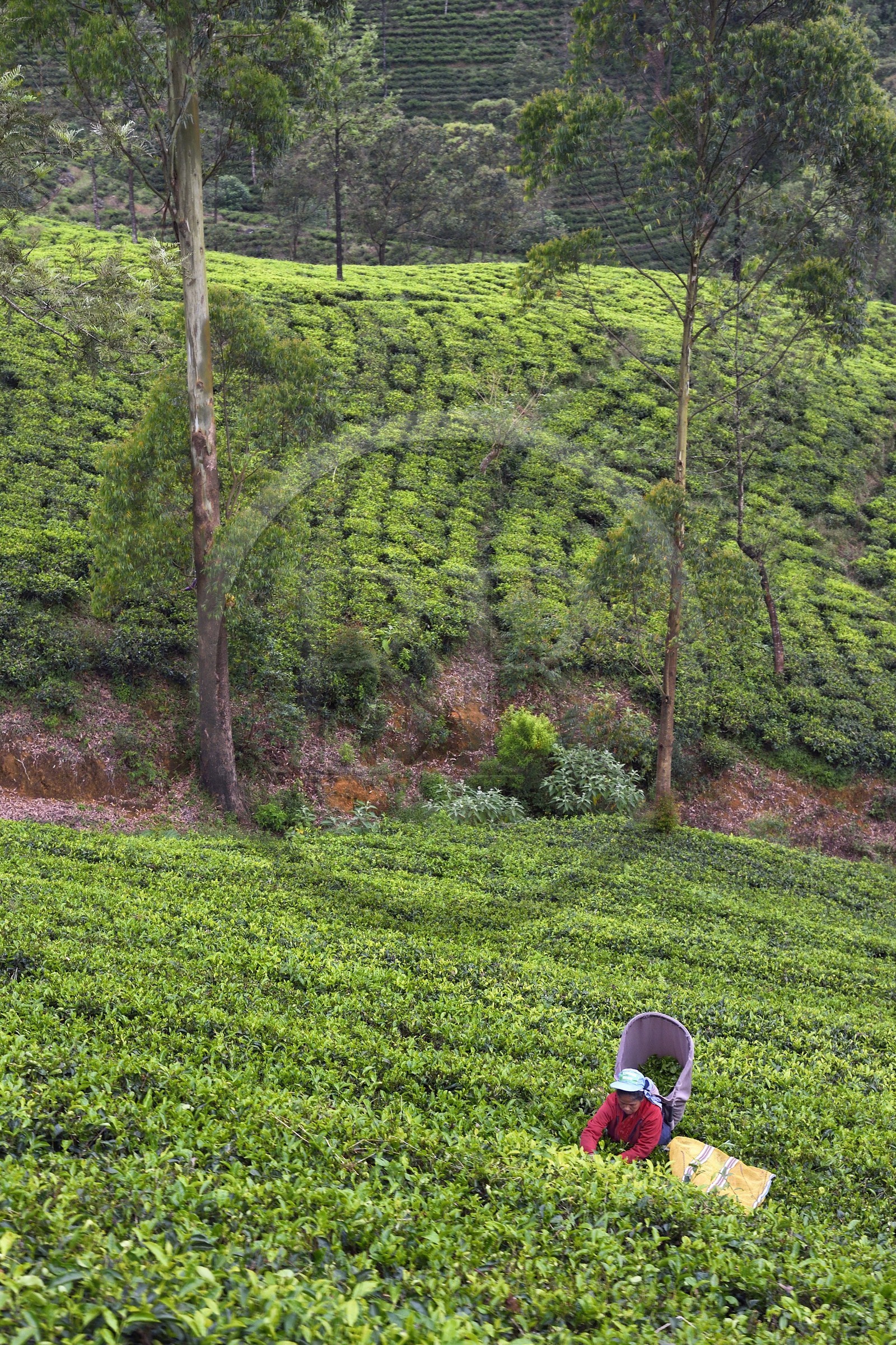 Sri Lanka, Province du Centre, trajet en train dans la région montagneuse de la culture du thé entre Hatton et Ella, plantations de thé vers Nanu Ova