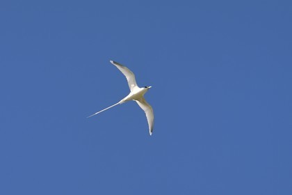 France, Reunion island (French overseas department), south coast, Petite-Ile, white-tailed tropicbird (Phaethon lepturus) is one of the emblems of the Mascarenes