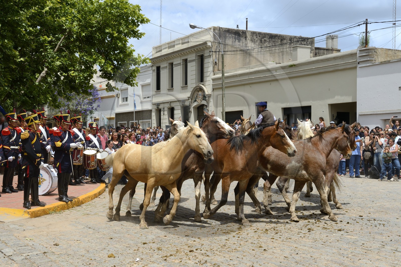 Argentine, province de Buenos Aires, San Antonio de Areco, fête du Jour de la Tradition (Dia de la Tradicion), gaucho présentant son troupeau de chevaux