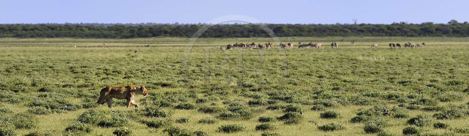 Namibie, région de Oshikoto, Parc National d'Etosha, lionne (Panthera leo) en chasse approchant d'un troupeau de zèbres de Burchell (Equus burchellii)