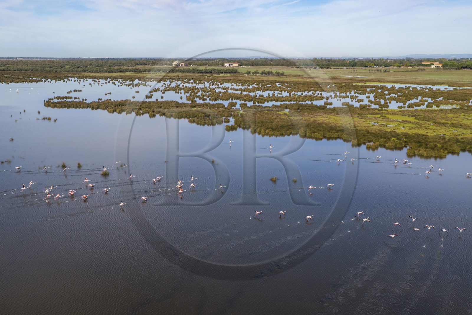 France, Gard (30), la Petite Camargue vers Aigues-Mortes, envol de flamants roses (Phoenicopterus roseus) (vue aérienne) France, Gard, the Petite Camargue towards Aigues-Mortes, flight of pink flamingos (Phoenicopterus roseus) (aerial view)