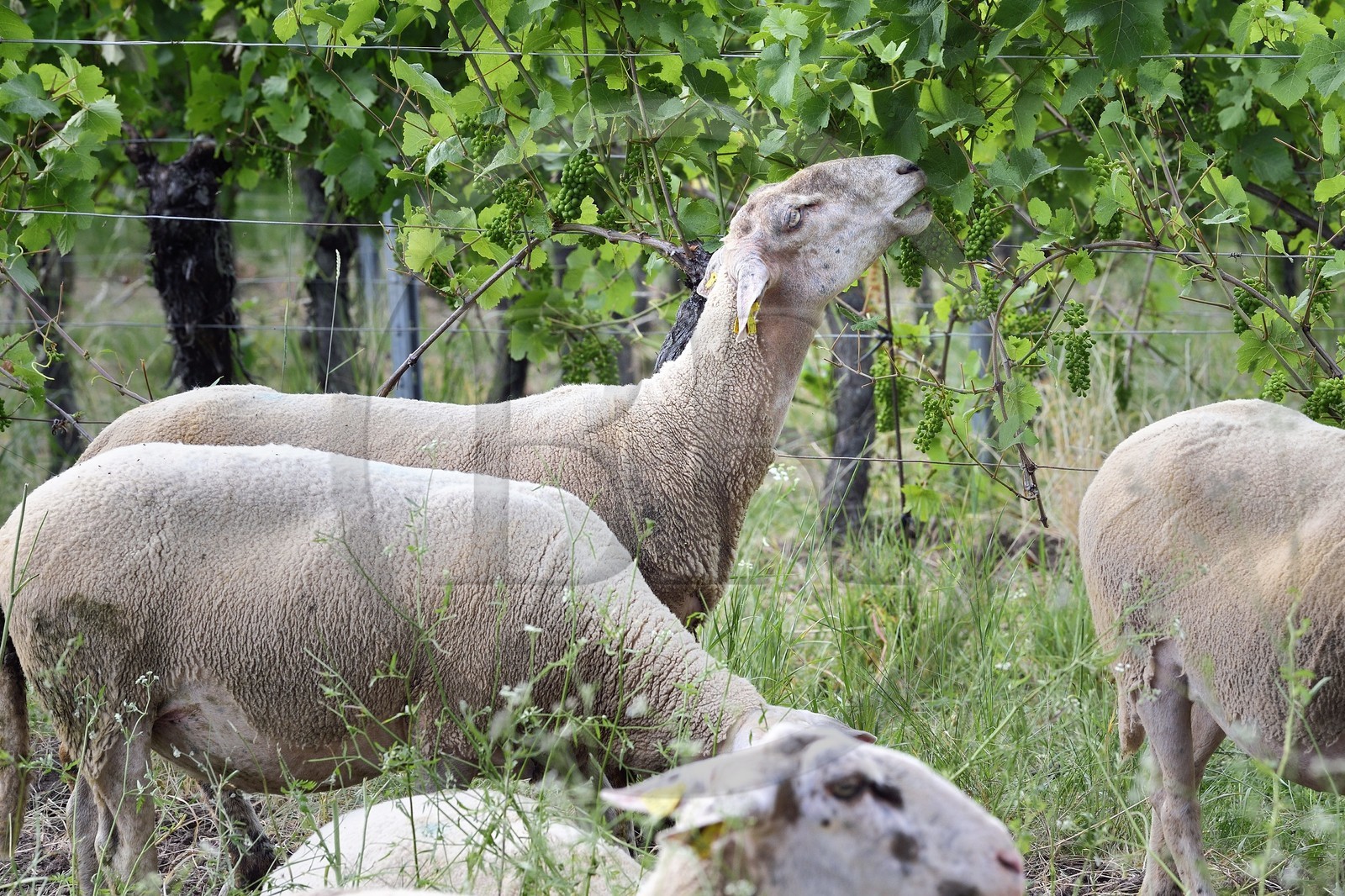 France, Bas Rhin, the Alsace Wine Route, Traenheim, Wine estate MULLER Charles & Fils, the folivorous sheep between the vines allow an organic maintenance