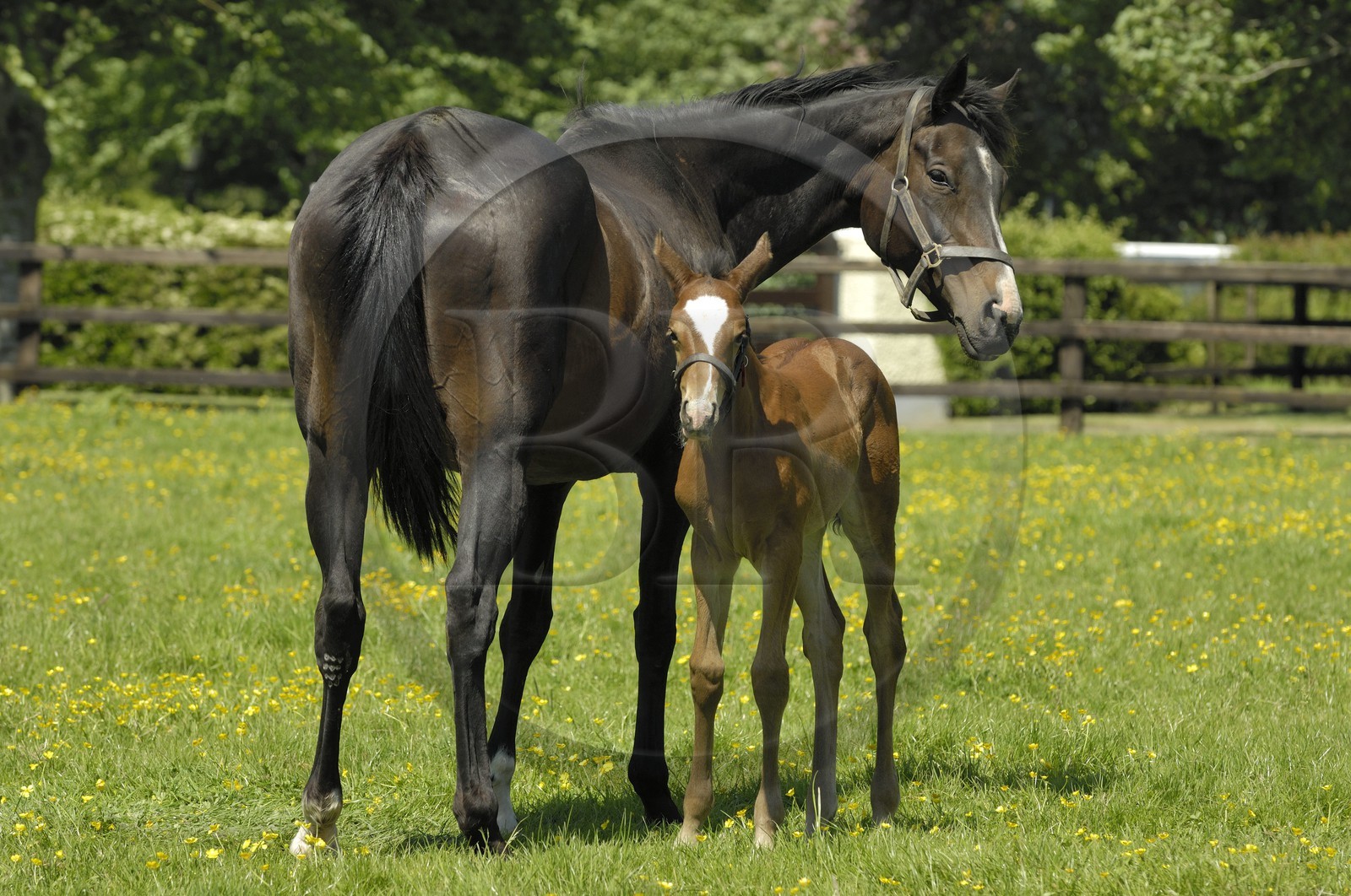 Irlande, Co. Kildare, Maynooth, harras de Derrinstown (Stud), une jument et son jeune poulain