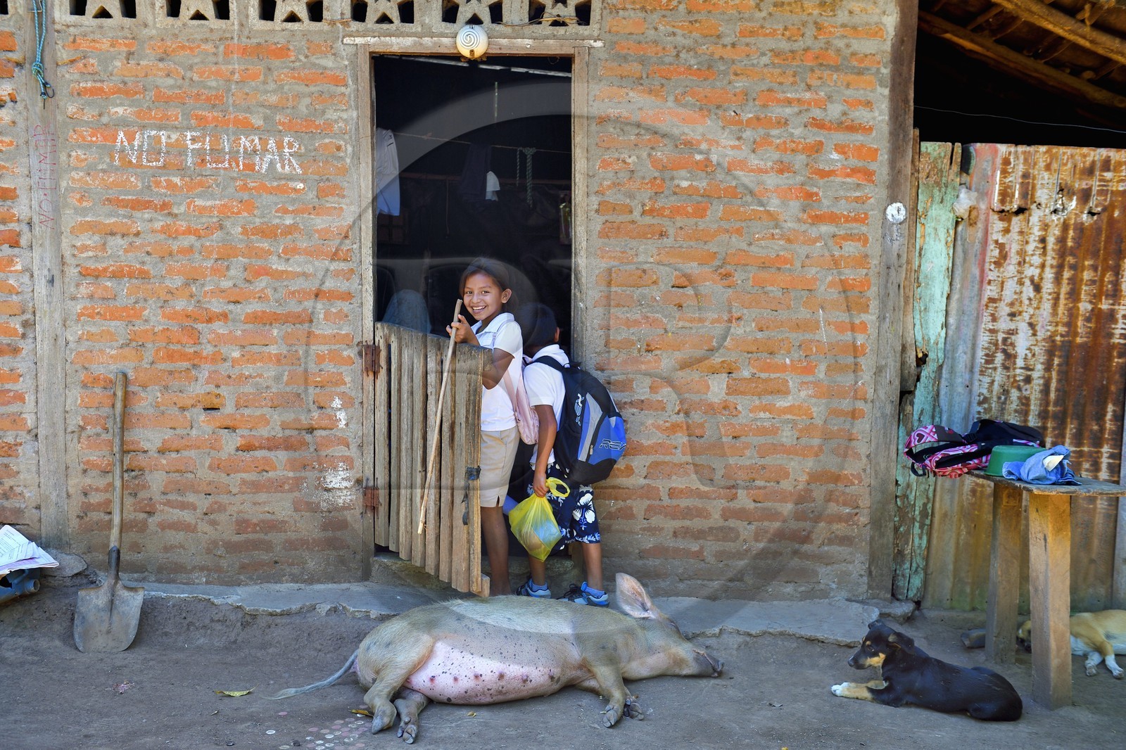 Nicaragua, Ile d'Ometepe sur le lac Nicaragua, village de Merida, enfants devant la maison familial et cochon