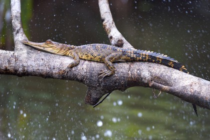 Gabon, province de Ogooué- Maritime, Parc National du Loango, site de Akaka dans la lagune du Fernan Vaz (Nkomi), Faux-gavial d'Afrique ou Crocodile à nuque cuirassée (Mecistops cataphractus)