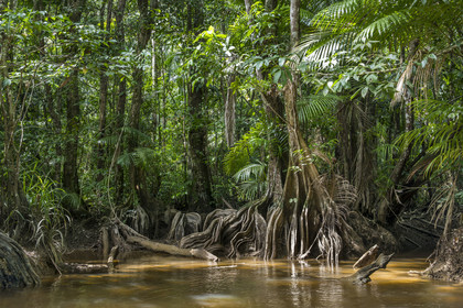 France, Guyane, Kourou, camp Maripas dans la forêt tropicale, Pterocarpus officinalis aux grands contreforts ondulés ou moutouchi-marécage en créole guyanais dans une crique, petite rivière, affluent du fleuve Kourou