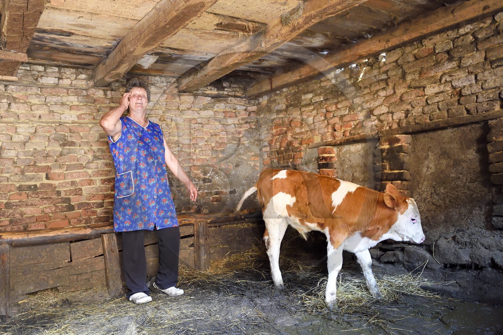 Roumanie, Transylvanie, région de Sighisoara, village de Movile, fermière avec un veau