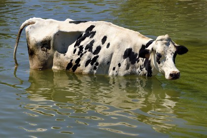France, Meuse (55), Bannoncourt, vaches se baignant dans la Meuse