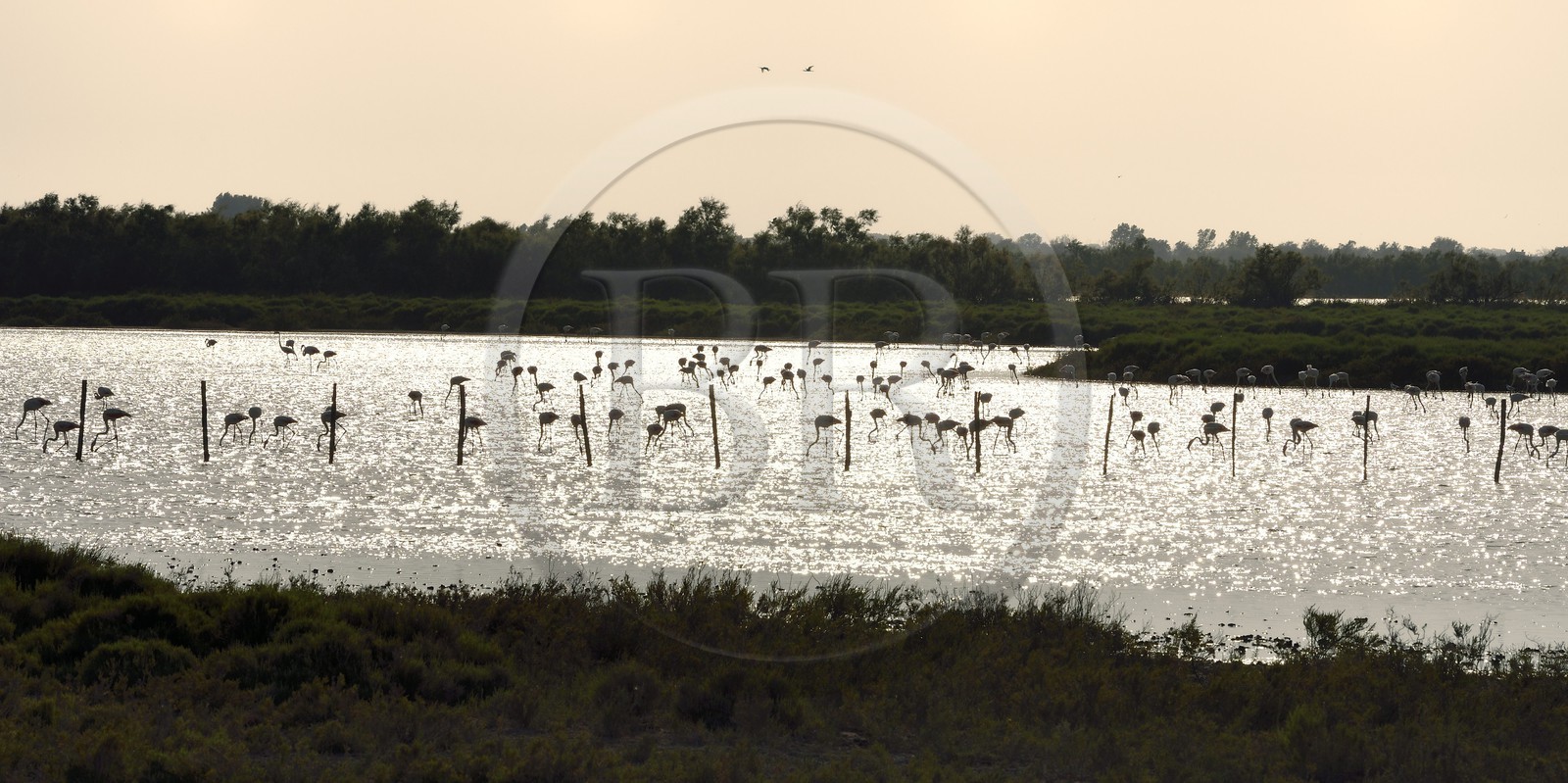 France, Bouches du Rhone, Parc naturel regional de Camargue (Regional Natural Park of Camargue), Malagroy pond, flamingos (Phoenicopterus roseus)