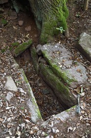 France, Bas Rhin, Mont Saint Odile, the Pagan Wall, vestige of a wall probably from the Merovingian period with a total length of eleven kilometers, Merovingian tomb
