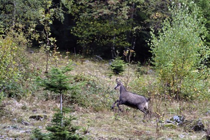 France, Haut Rhin, Ballons des Vosges Regional Natural Park, Storckensohn, La Tete des Perches mountain, the meadow chaume de Gazon vert, young chamois (Rupicapra rupicapra)
