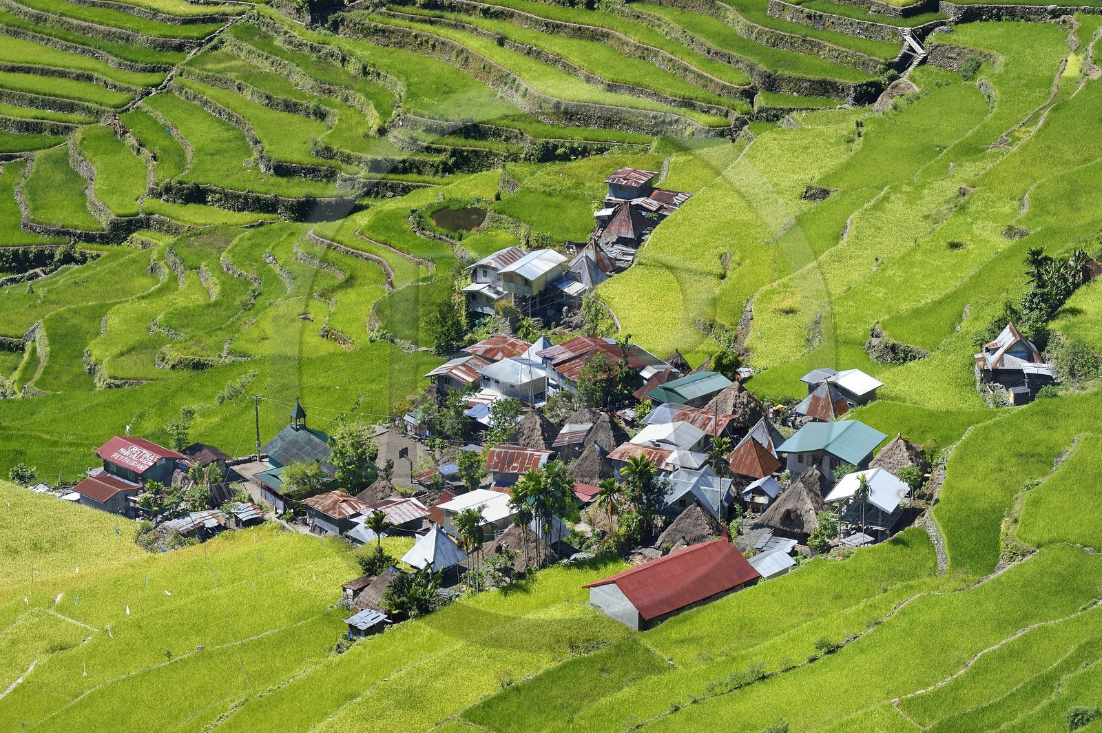Philippines, province d'Ifugao, les rizières en terrasses de Banaue autour du village de Batad, classées Patrimoine Mondial de l'UNESCO