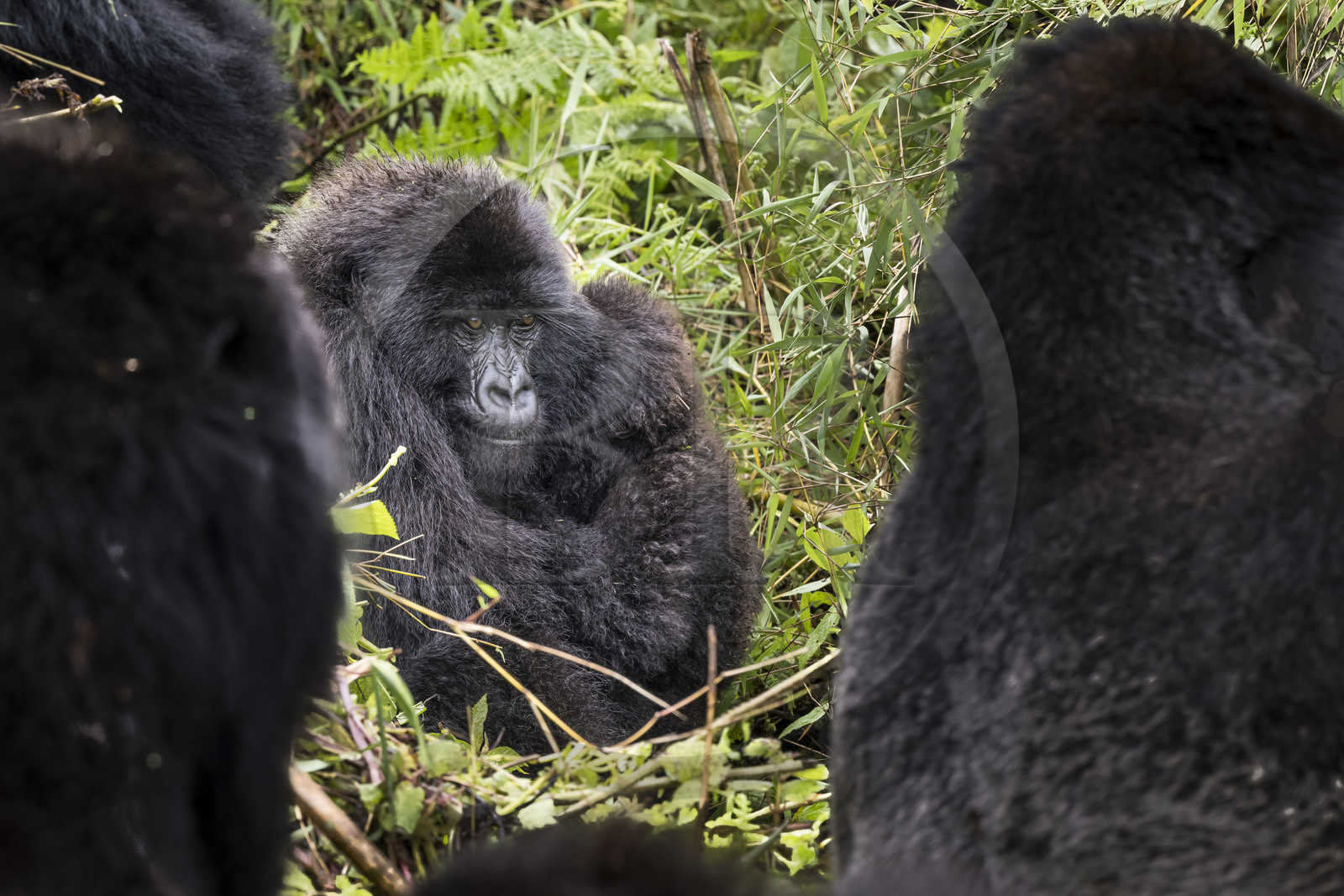 Rwanda, Province du Nord, Parc National des Volcans dans la chaine des Monts Virunga, mont Karisimbi, gorilles des montagnes (Gorilla beringei beringei) du groupe Susa