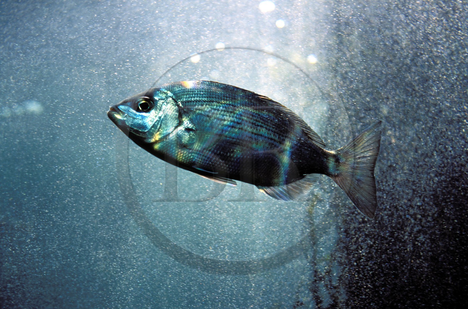 France, Finistere, Brest city, Oceanopolis, Sea Museum