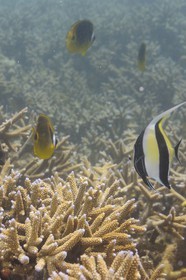 France, île de la Réunion, le récif corallien du lagon de la plage de Saint-Gilles et de l'Ermitage (vue sous-marine)