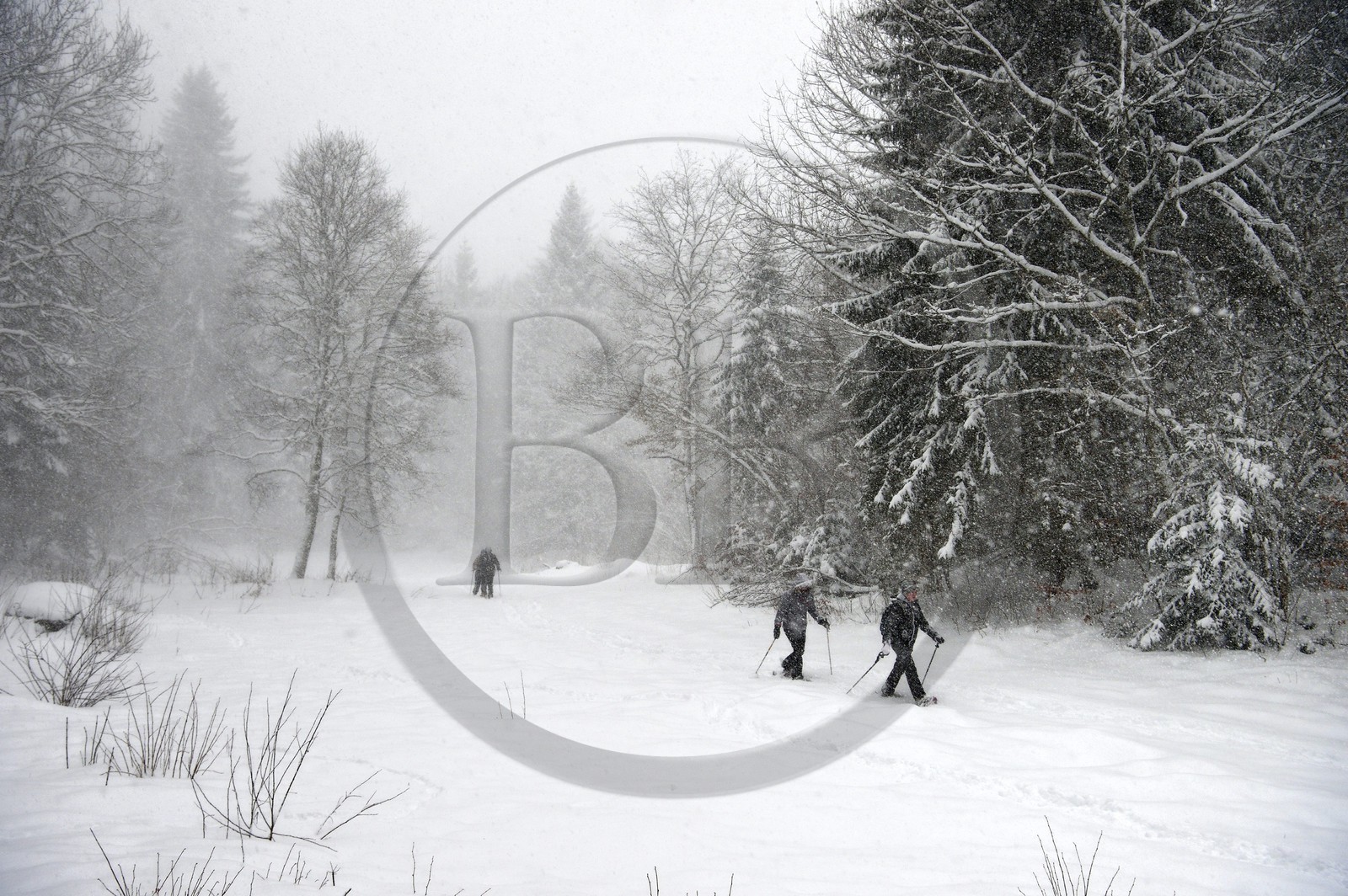 France, Haute-Savoie (74), Arâches-la-Frasse, station de ski Les Carroz d'Arâches, randonnée en raquettes