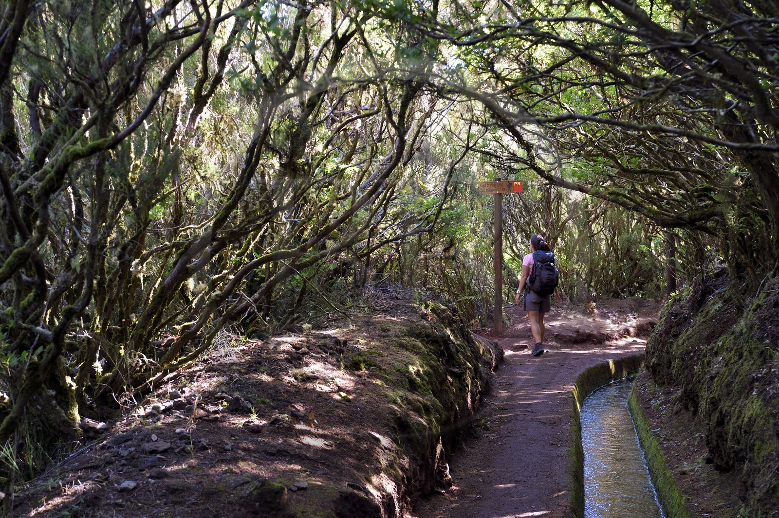 Portugal, Ile de Madère, randonnée dans La forêt de Rabaçal par la levada do Alecrim, un de ces innombrables canaux d'irrigation qui guident l’eau des hauts plateaux jusqu’aux terrasses cultivées du sud, bruyères arborescentes