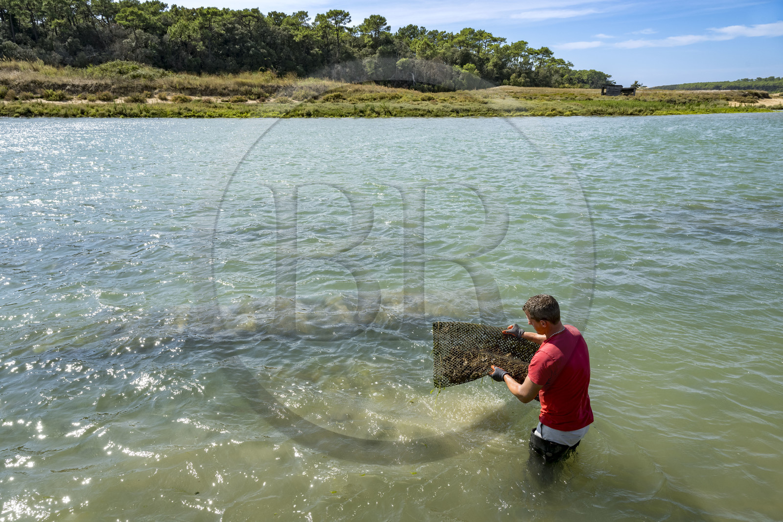 France, Vendée (85), Talmont-Saint-Hilaire, la Pointe du Payré, recupération d'une poche d'huitres dans l'embouchure du Payré à marée haute