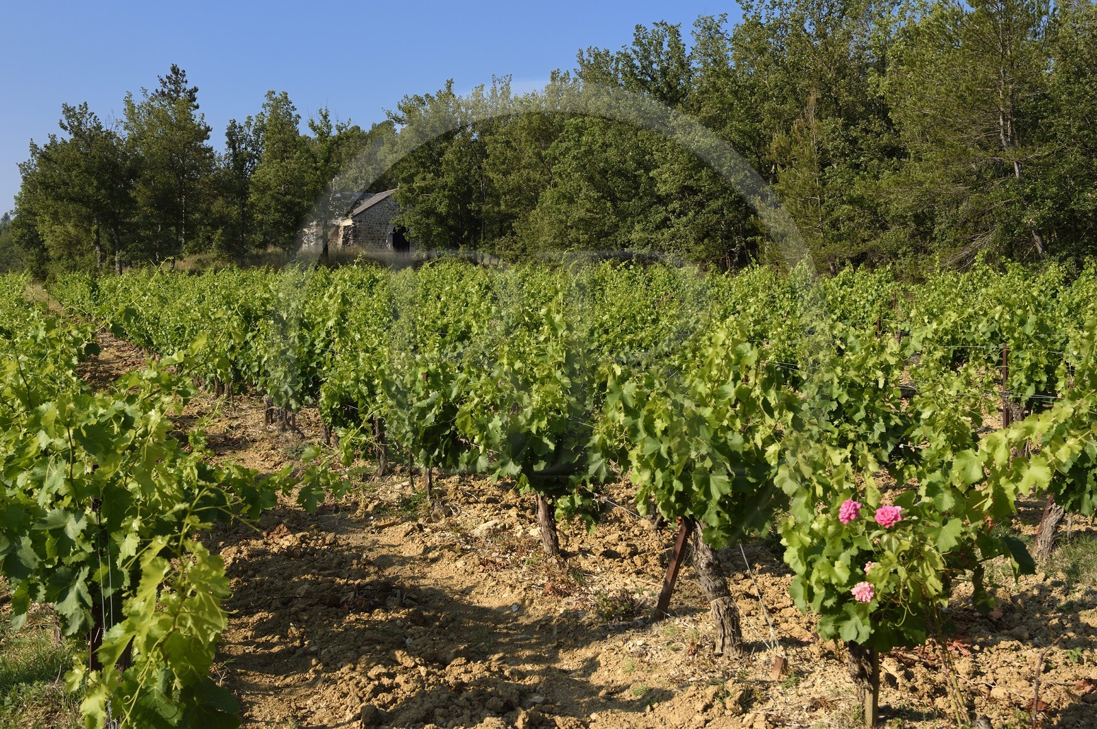 France, Var (83), Provence Verte, Bras, vers Saint-Maximin-la-Sainte-Baume, la maison d'hotes Le Peyrourier - une campagne en Provence, chapelle templière