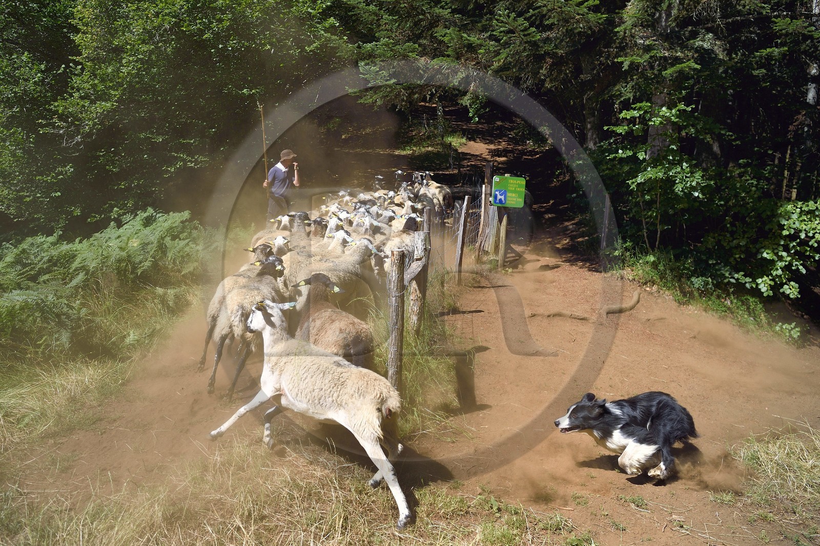 France, Puy-de-Dôme (63), Aydat, Parc naturel régional des Volcans d'Auvergne, le berger Esteban Gueneuc et son troupeau de brebis sur les pentes du volcan du Puy de Vichatel, sur le parcours Musette nature sentier de Vichatel
