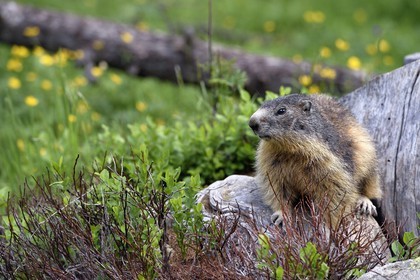 France, Alpes-Maritimes (06), parc national du Mercantour, vallée de la Valmasque, marmotte (Marmota)