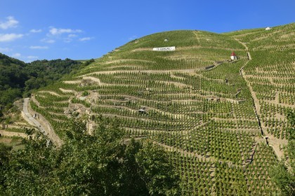 France, Rhône (69), Parc Naturel Régional du Pilat, Ampuis, vignoble AOC Côte Rôtie