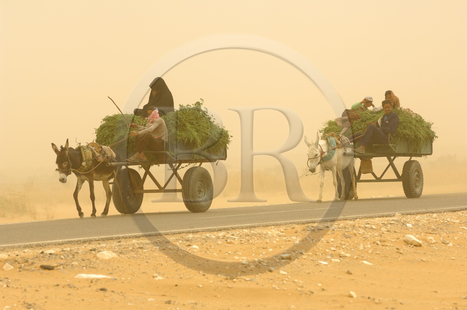 Egypte, désert libyque, oasis de Dakhla, chariot lors du vent de sable (khamsin)