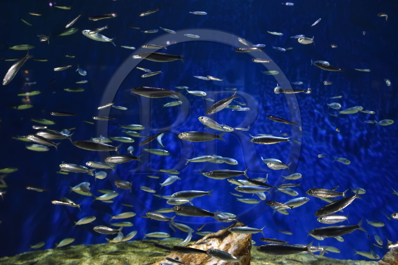 France, Charente-Maritime (17), La Rochelle, Aquarium La Rochelle, Mention obligatoire, zone Atlantique, l'aquarium des sardines