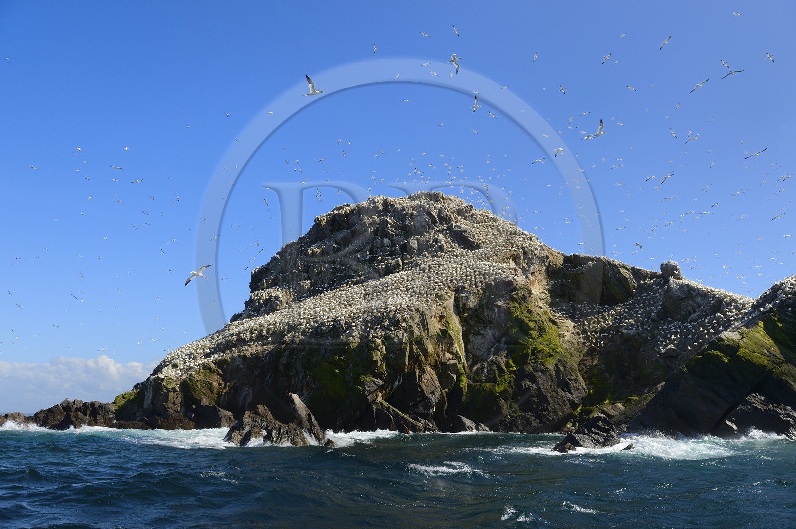France, Cotes-d'Armor, Perros-Guirec, Sept-Iles Archipelago and bird sanctuary, Rouzic island, northern gannets colony (Morus bassanus), single point of nesting in France for more than 20,000 couples