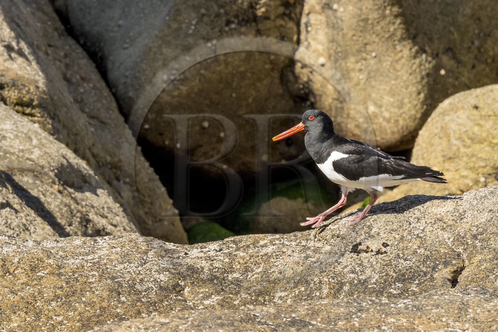 France, Finistère (29), Pays des Abers, Ile Vierge dans l'archipel de Lilia, huitrier pie (Haematopus ostralegus)