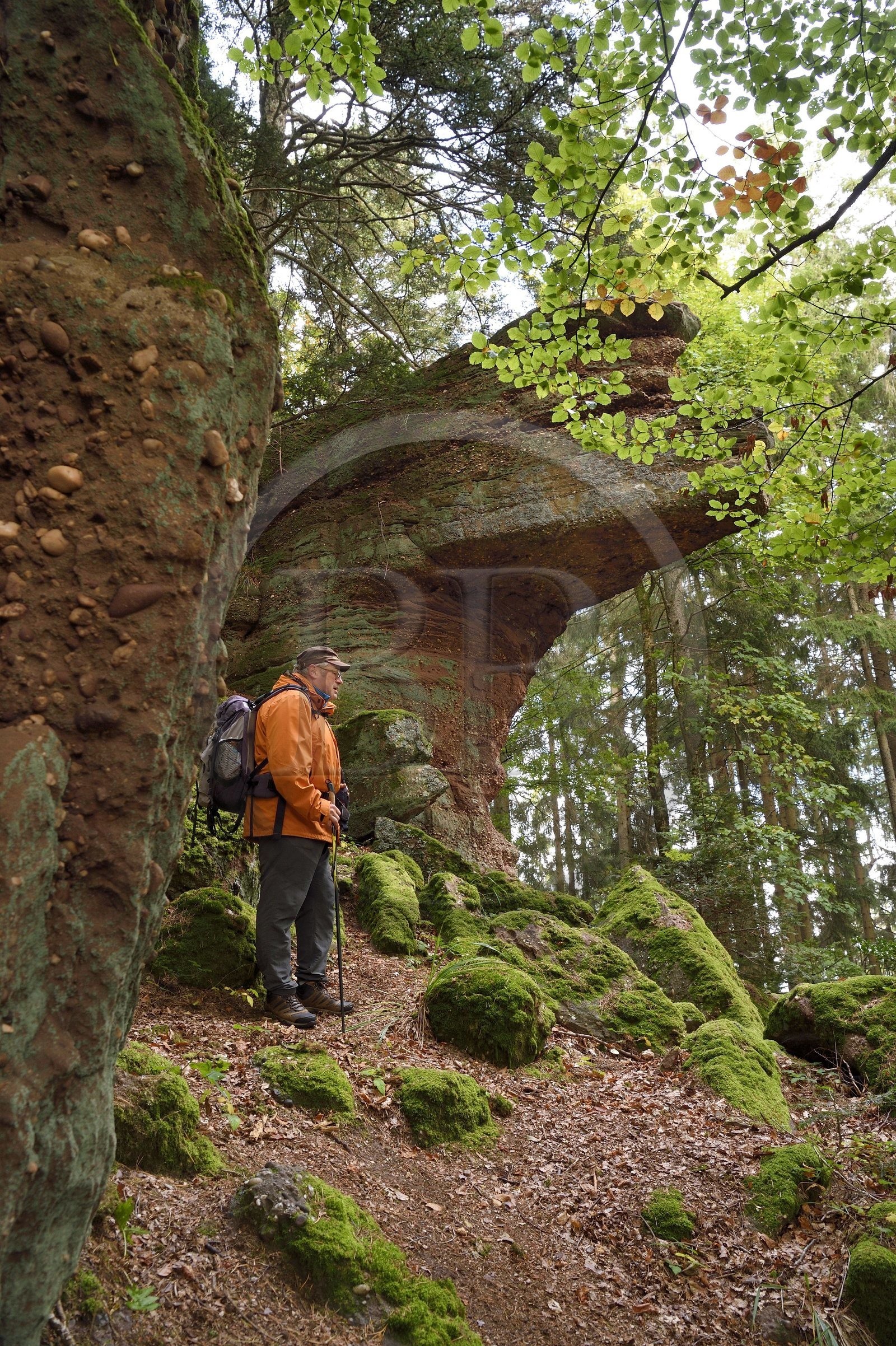 France, Haut Rhin, Thannenkirch, hiking in the Taennchel massif, site known as the Rocher Pointu