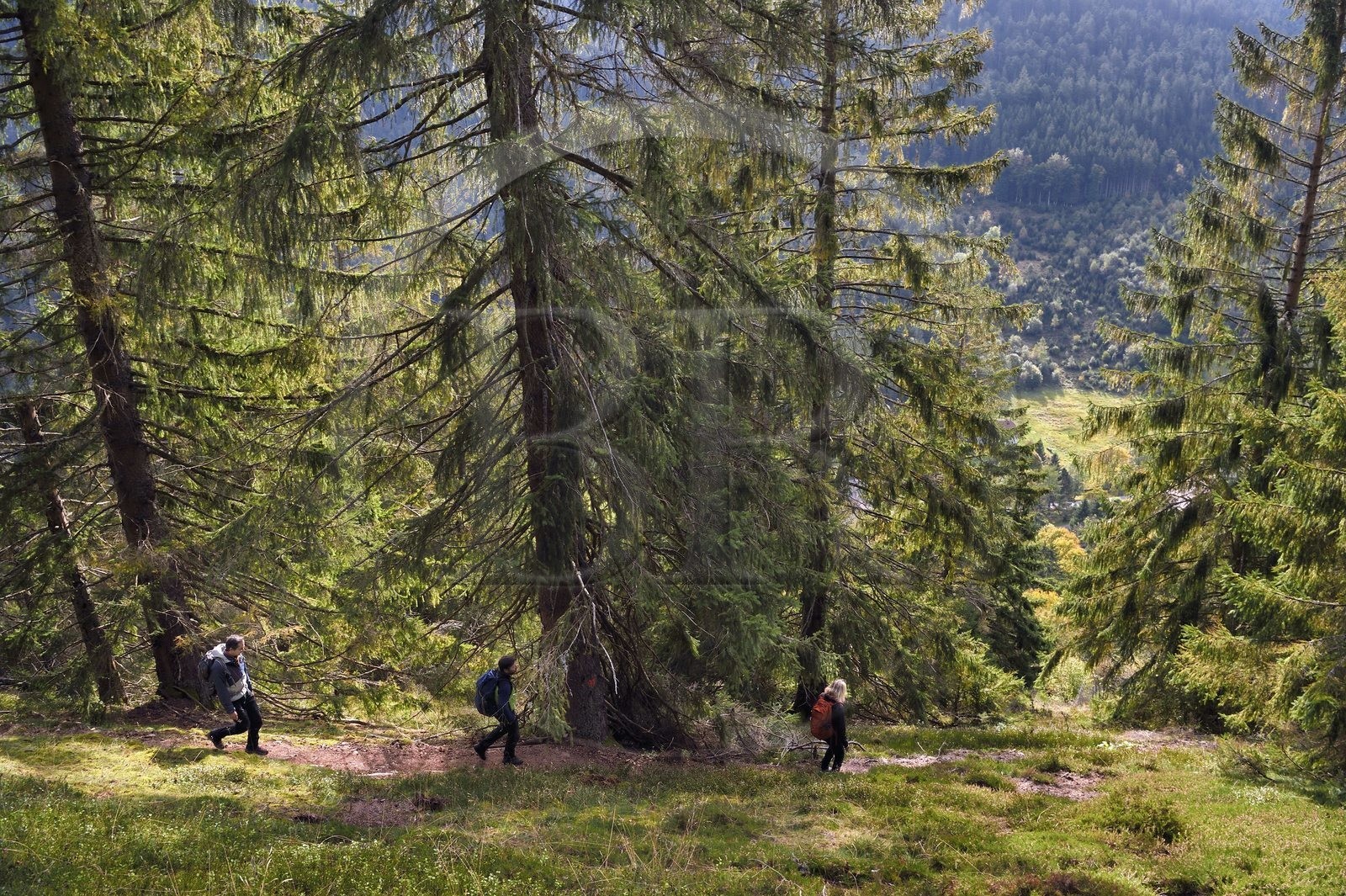 France, Vosges (88), Le Valtin, randonnée dans la vallée du Valtin dans la haute-vallée de la Meurthe, traversée d'une foret de sapin blancs sur le circuit des Roches