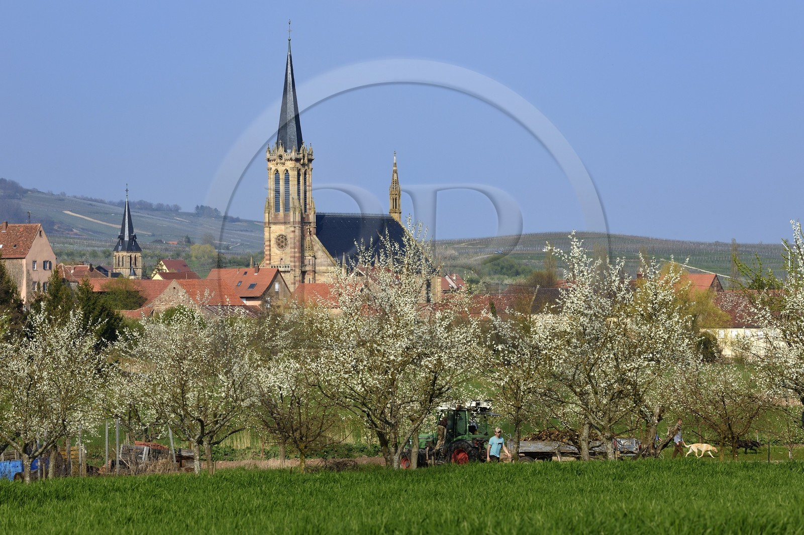 France, Bas-Rhin (67), Route des vins d'Alsace, Westhoffen, cerisiers en fleurs