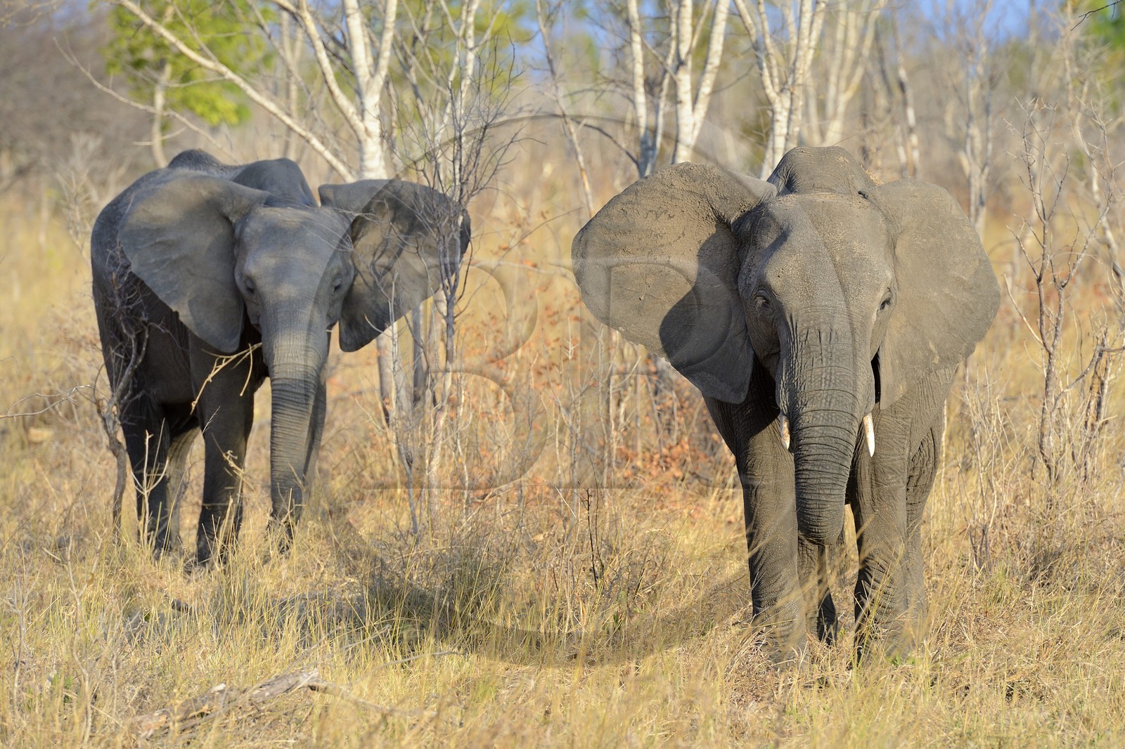 Zimbabwe, province de Matabeleland septentrional, parc national Hwange, éléphants sauvages d'Afrique (Loxodonta africana) autour d'un point d'eau