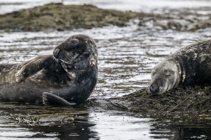 France, Finistère, Penmarch, Étocs archipelago, gray seal (halichoerus grypus)