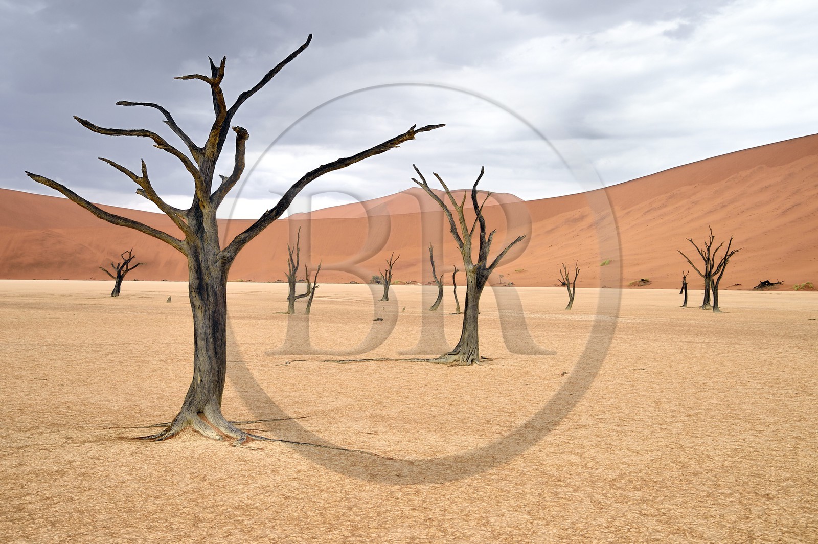 Namibie, région d'Hardap, désert du Namib, parc national du Namib-Naukluft, Erg du Namib classé Patrimoine Mondial de l'UNESCO, dunes de Sossusvlei, Dead Vlei, arbres morts de Camelthorn Acacia (Acacia erioloba)