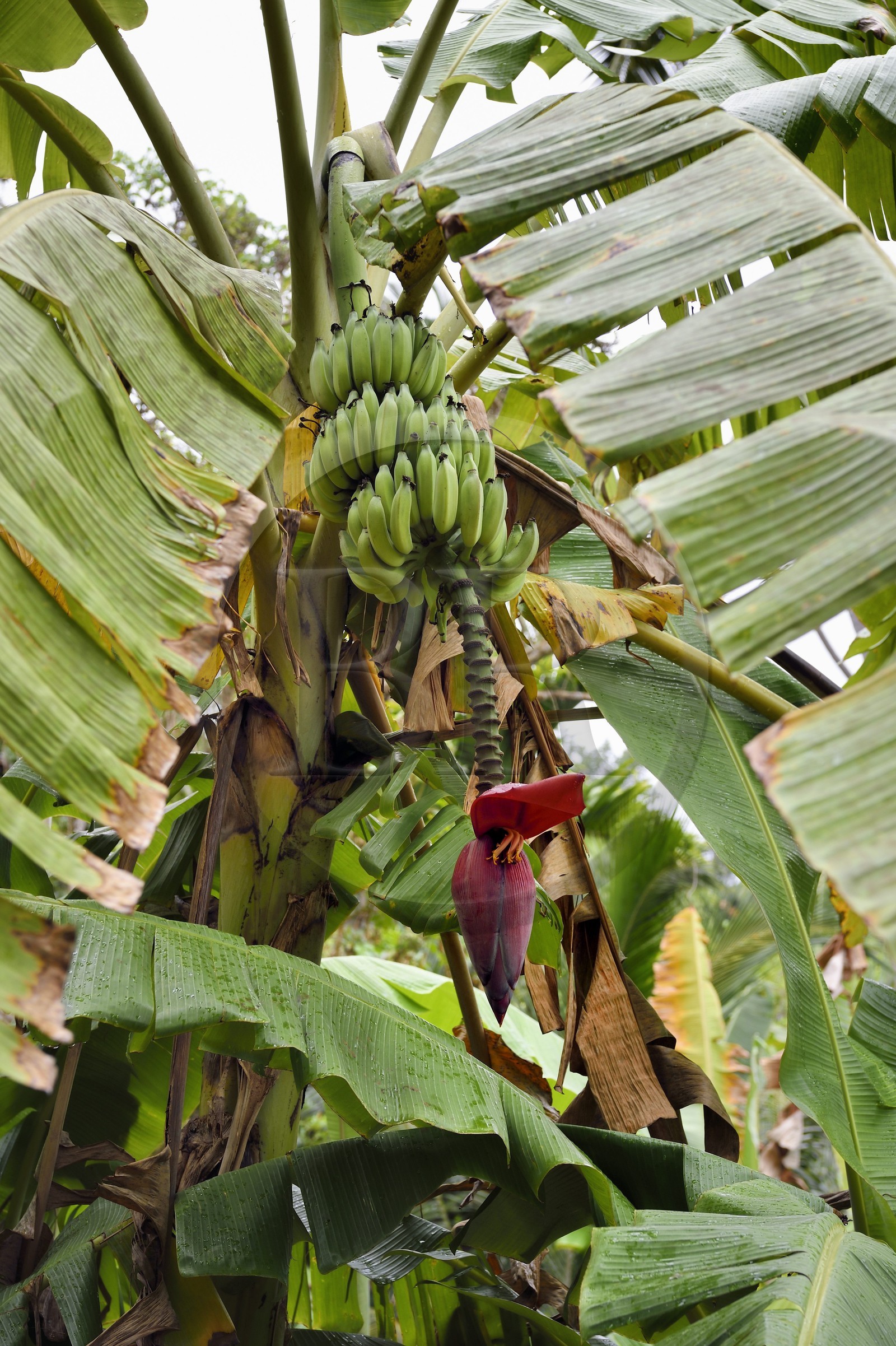 France, Ile de Mayotte, Grande-Terre, Ouangani, bananier