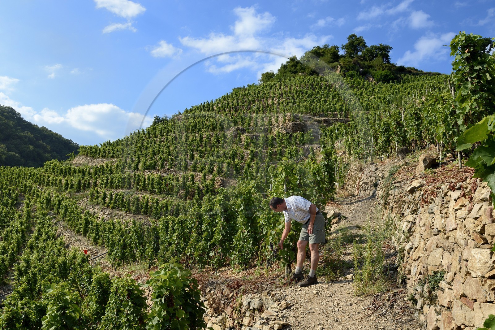 France, Rhone, Parc Naturel Regional du Pilat (Natural Regional Park of Pilat), Ampuis, Cote Rotie AOC vineyards in the Gilles Barge domain, vines on stakes